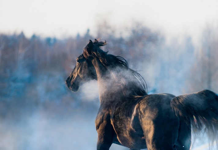 Black horse winter