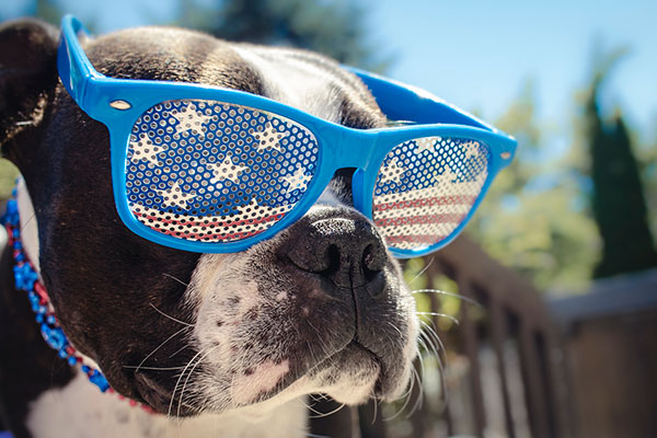 A Boston terrier wearing sunglasses with stars and stripes on