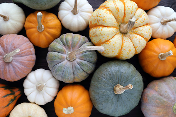 A variety of October gourds