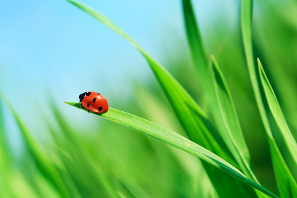 Ladybird on a blade of grass