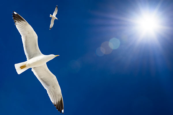 Gulls flying high