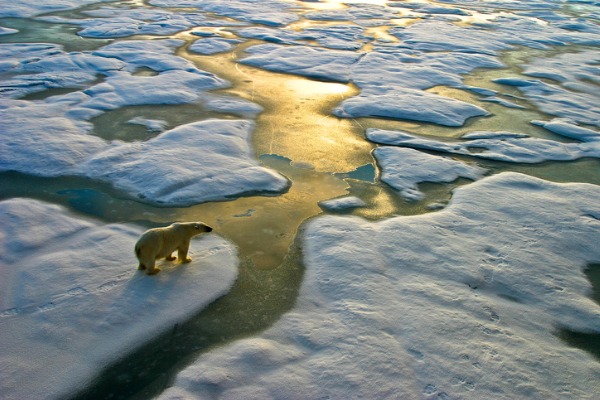 Polar bear on melting ice 
