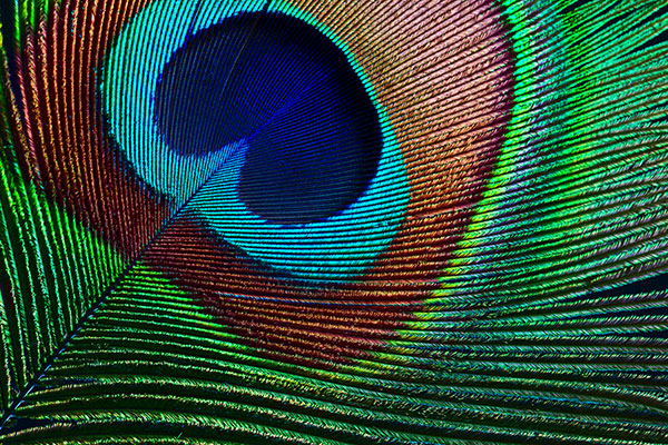 A peacock feather