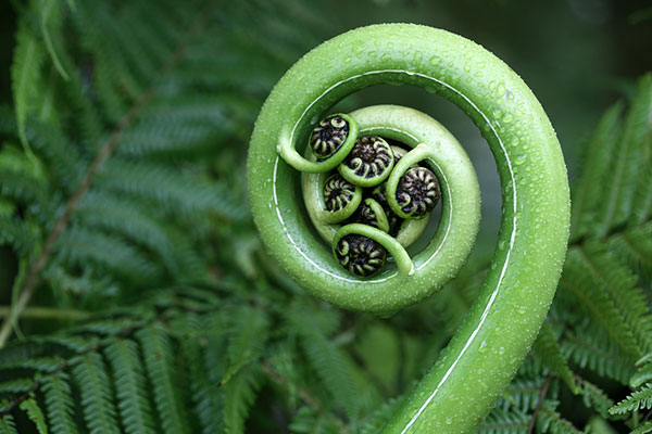 Fern frond 600