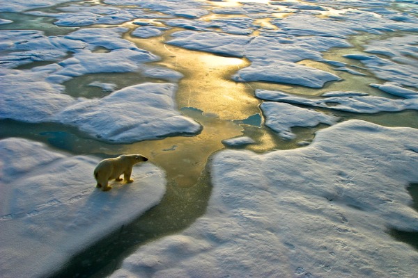 polar-bear-on-ice climate change