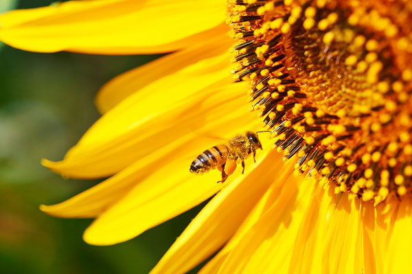 Sunflower with a buzzing bee