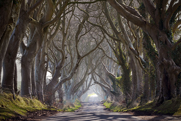 Dark hedges from Game of Thrones 