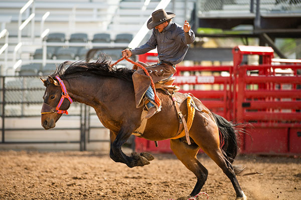 Bucking bronco market volatility 600