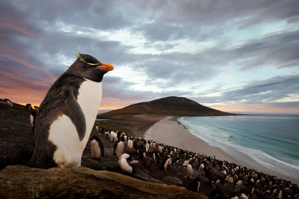 rockhopper-penguin