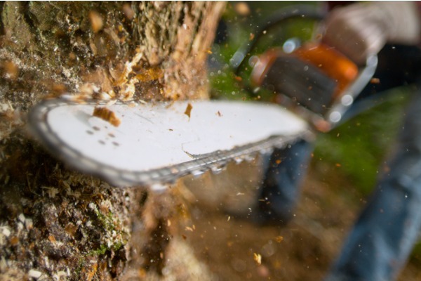 man-with-chainsaw-cutting-tree-trunk-600
