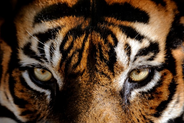 eyes tiger 600