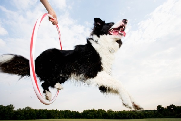 dog-jumping-through-a-hoop-picture