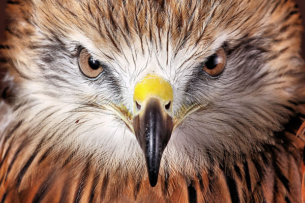 A hawk with laser-like focus 