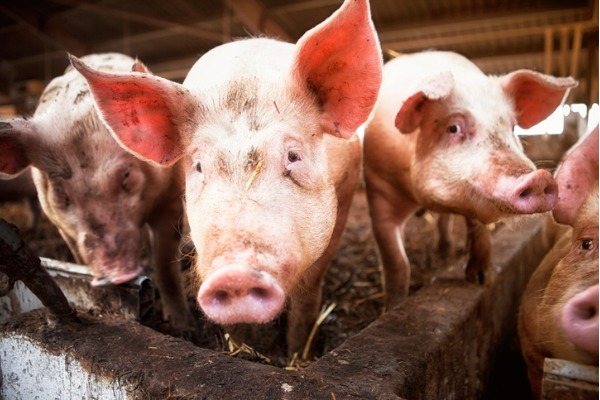 pig genus pork farm 600