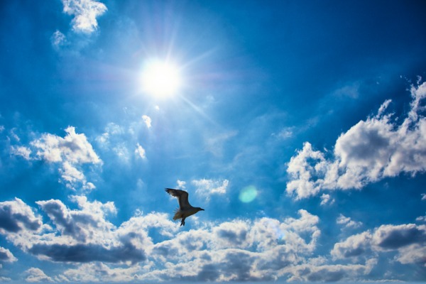 seagull silhouette sun cloud 600