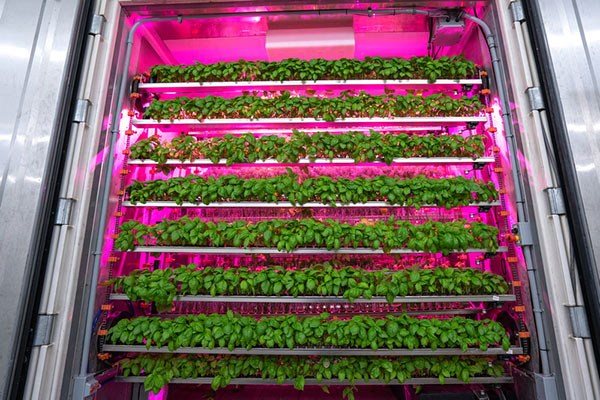 Basil growing in a CubicFarm System