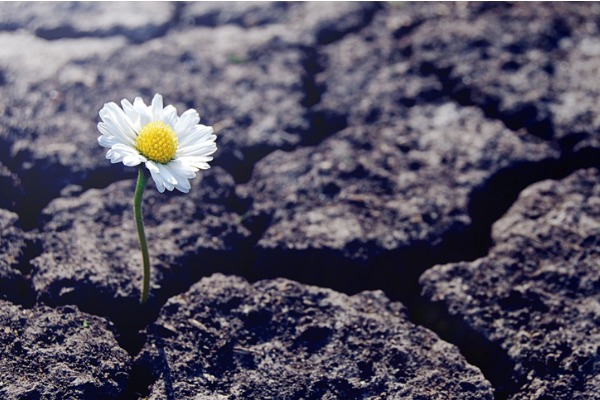 daisy flower resilient 600