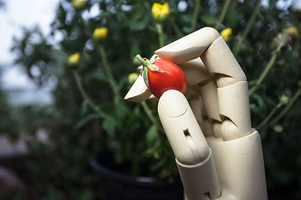 Robotic hand holding a tomato 600