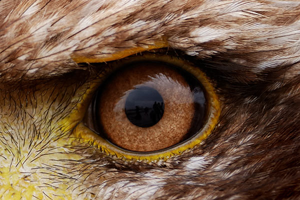 Eagle eyed 600
