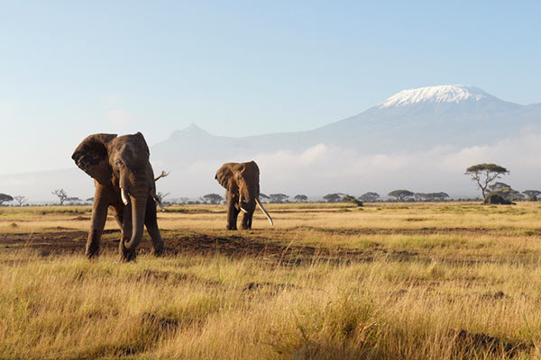 Elephants in Kenya 600