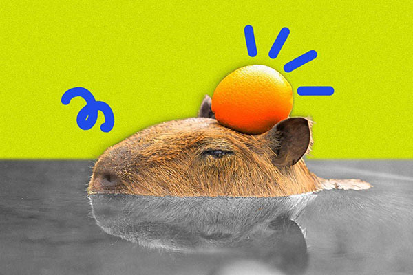 Capybara carrying an orange