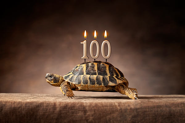A tortoise with candles saying 100 on its back 600