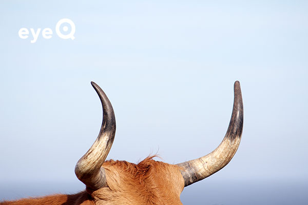 eyeQ image of bull's horns Getty