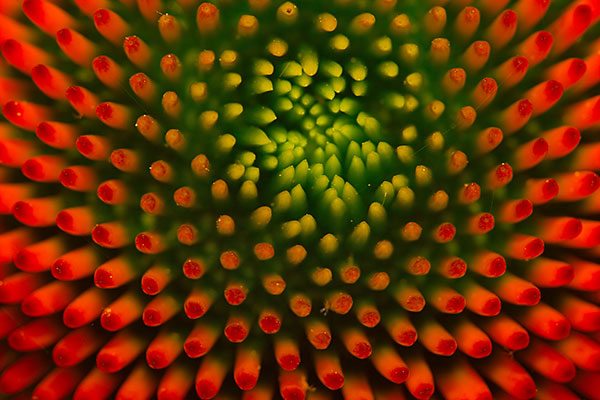 A flower changing from green to red