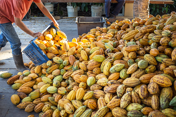 A worker in a cocoa factory makes a pile of yellow ripe cacao pods 