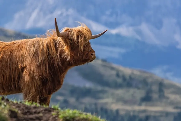 Aberdeen images of a Highland cow