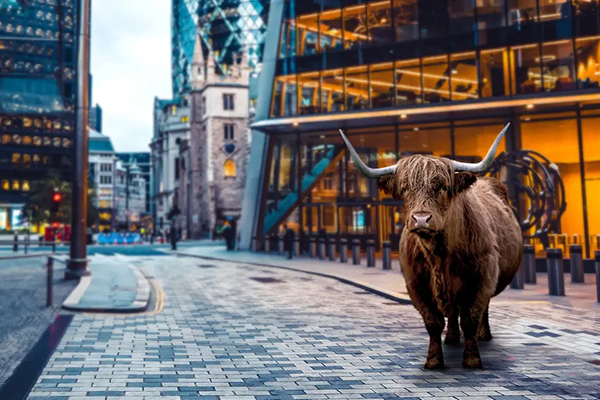Aberdeen A bull standing in the City