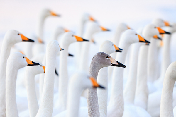 A grey swan among white swans