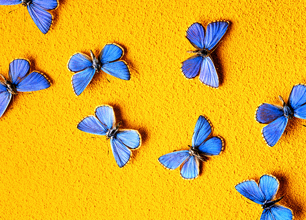 Blue butterflies against a yellow background, Getty