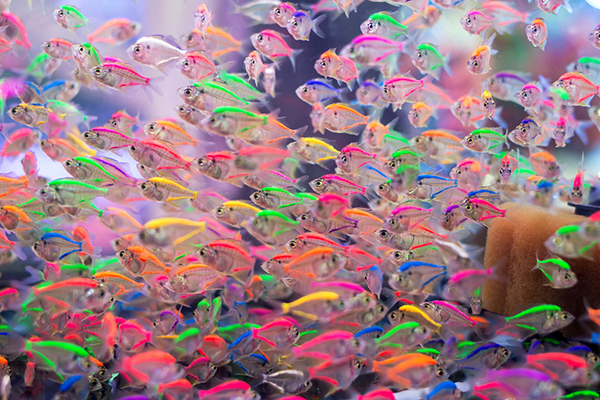 Hundreds of small glass fish representing small caps