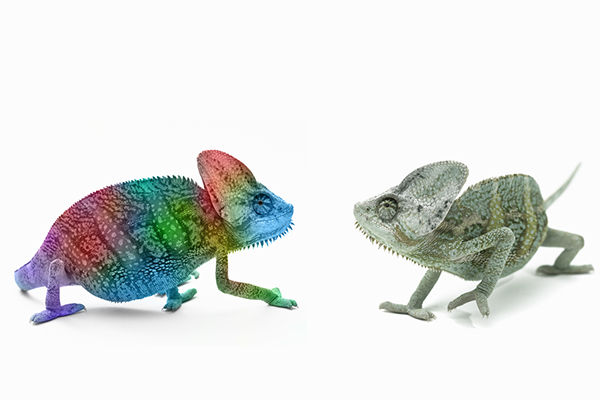 Contrasting chameleons - rainbow colours and green