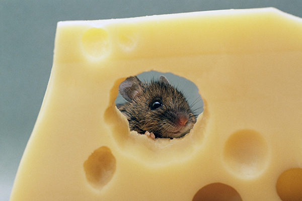 A mouse nibbles on Swiss cheese, Getty