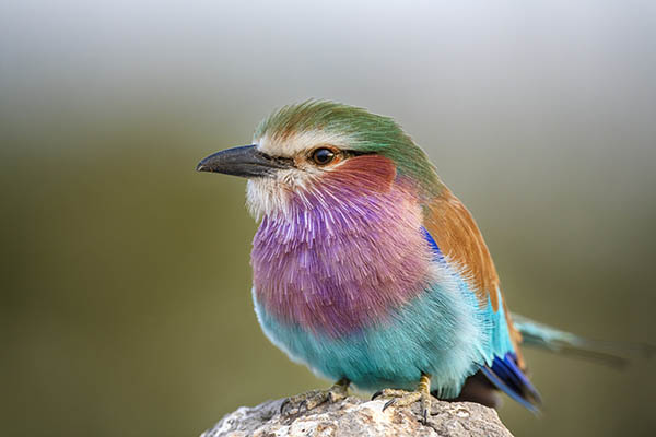 Small colourful bird
