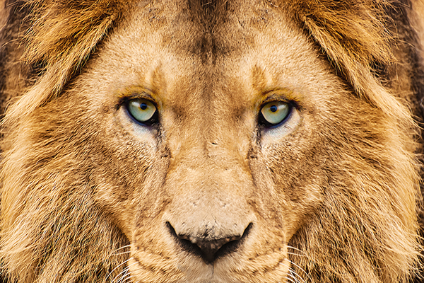 lion face