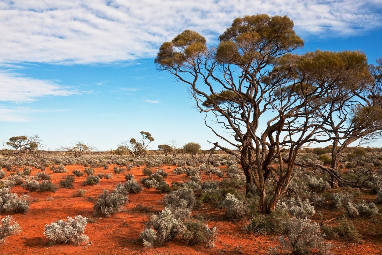 australian outback 600