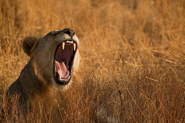 A lion roaring