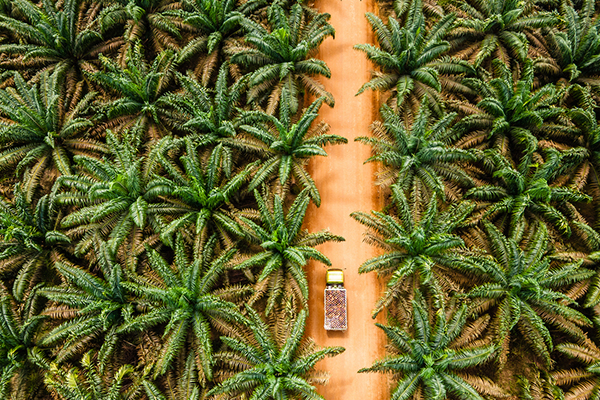 Palm oil plantation in Indonesia